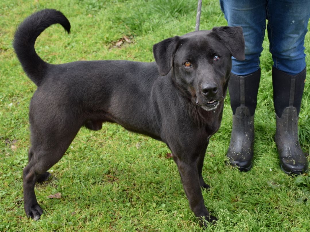 Enlarge Bruno, a Adoptable mixed breed in Anniston, AL image 6/6