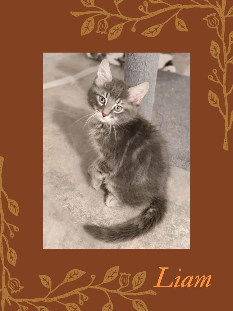 Liam (Broad St. Babies), Adopted, Kitten Male Domestic Long Hair.