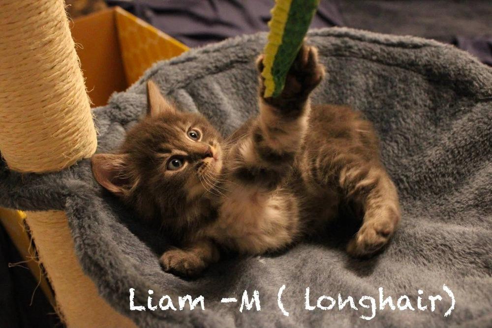 Enlarge Liam (Broad St. Babies), a Adopted Domestic Long Hair in Telford, PA image 2/2