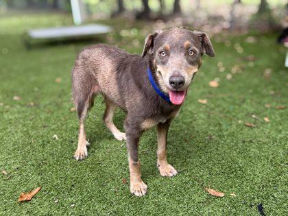 Lulu Lemon, Adoptable, Adult Female Australian Shepherd & Mixed Breed.