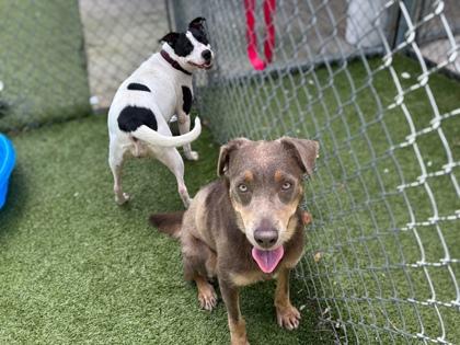 Enlarge Lulu Lemon, a Adoptable mixed breed in Gainesville, FL image 2/2