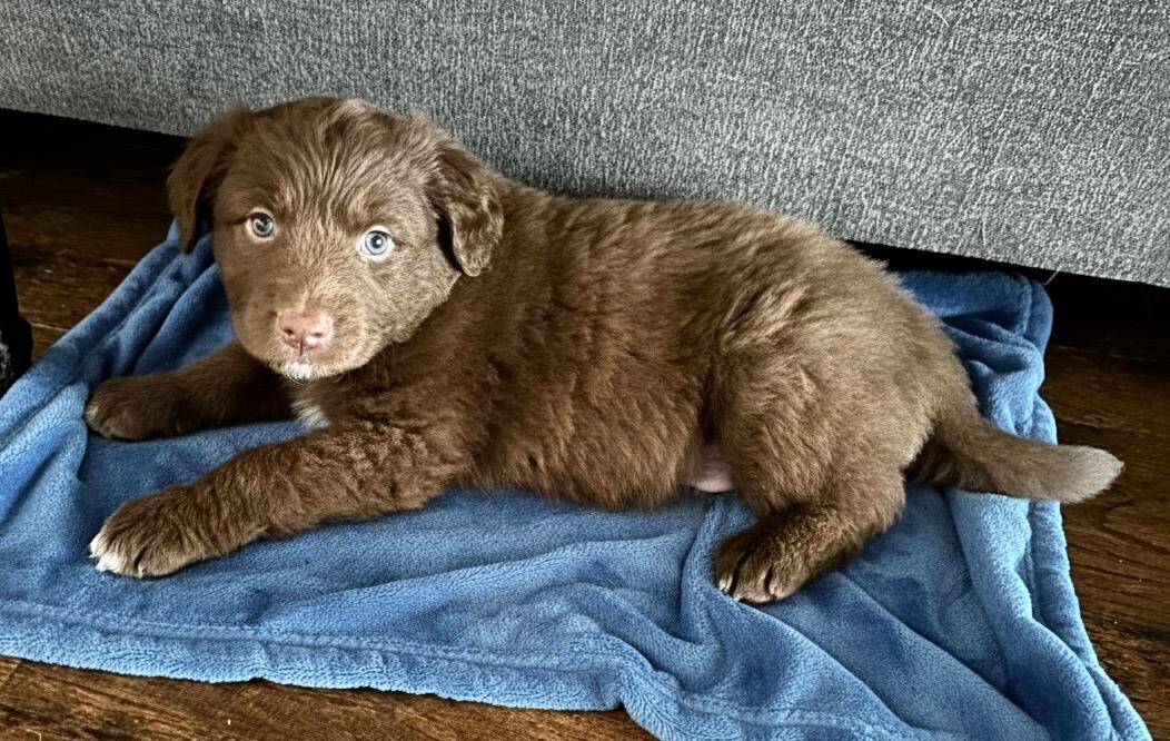 Enlarge Kramer, a Adoptable mixed breed in Rockwall, TX image 1/3