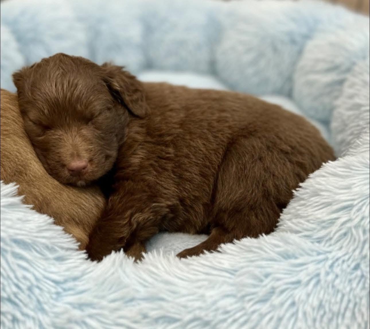 Enlarge Kramer, a Adoptable mixed breed in Rockwall, TX image 3/3