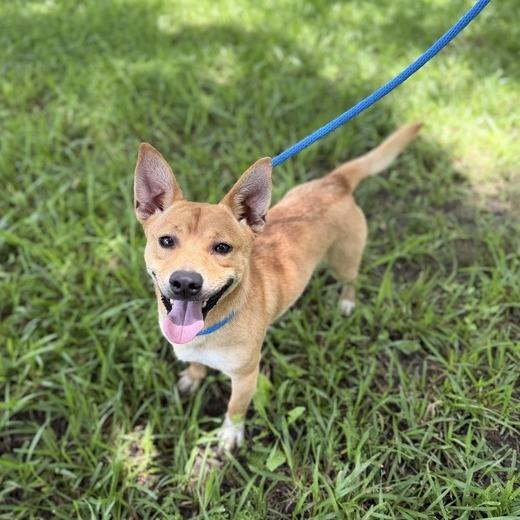 Grilled Cheese, Adoptable, Young Male Terrier.