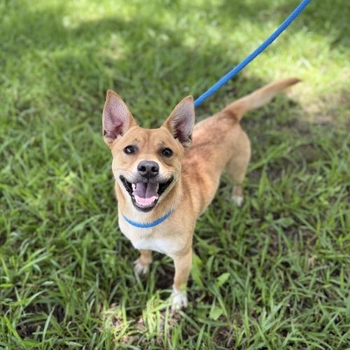Enlarge Grilled Cheese, a Adoptable Terrier in Carencro, LA image 2/4