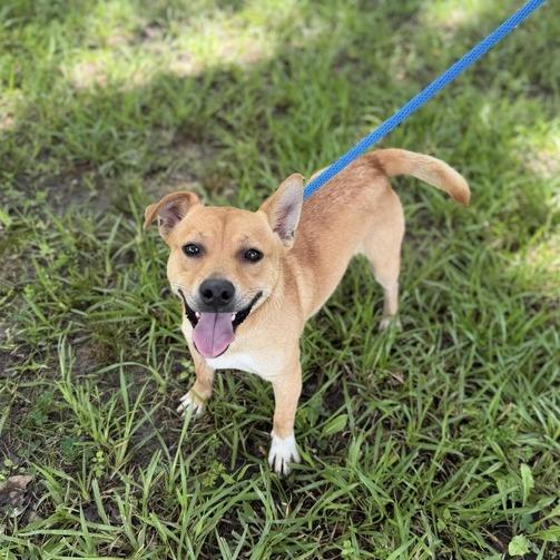 Enlarge Grilled Cheese, a Adoptable Terrier in Carencro, LA image 3/4