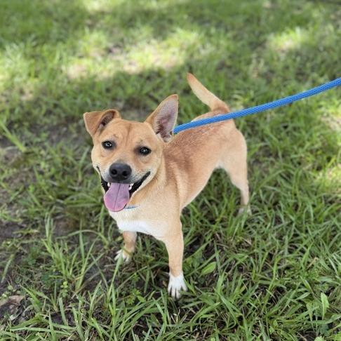 Enlarge Grilled Cheese, a Adoptable Terrier in Carencro, LA image 4/4