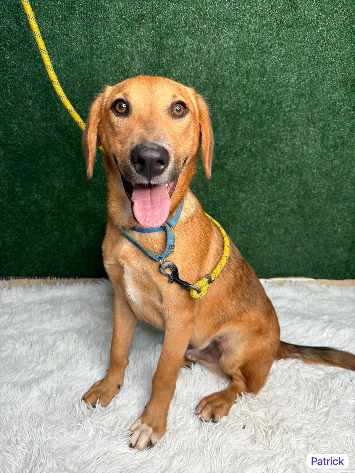 Patrick, a ADOPTABLE mixed breed in Elwood, NJ image 4/4