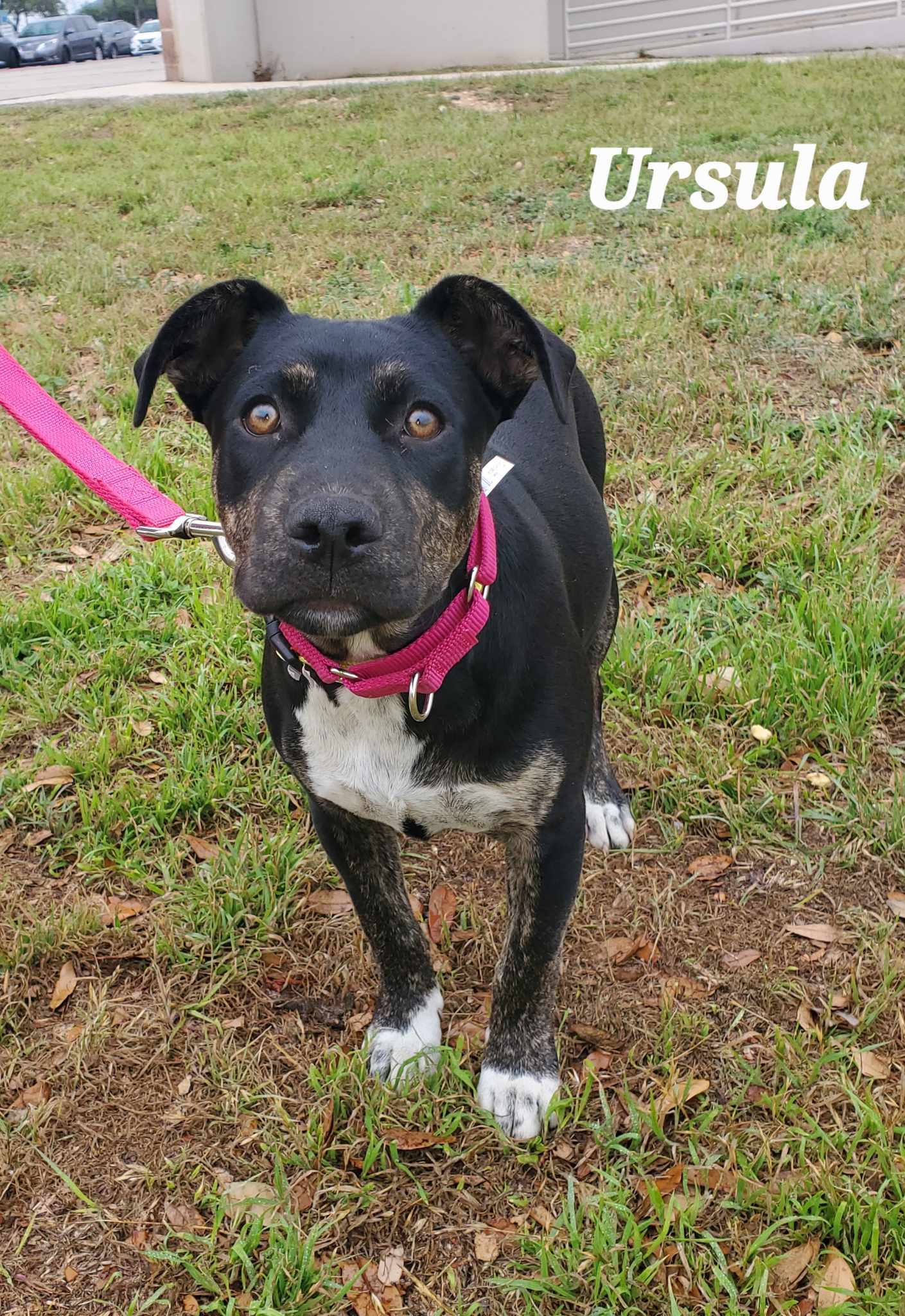 Ursula TW, Adult Female Catahoula Leopard Dog