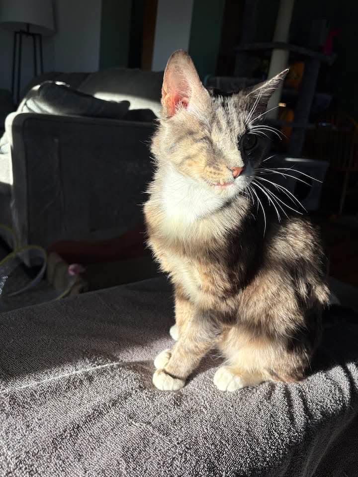 Sly, Adoptable, Adult Male Domestic Long Hair.