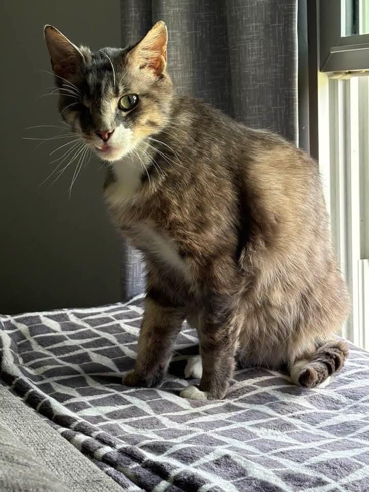 Enlarge Sly, a Adoptable mixed breed in Mexico, MO image 6/6