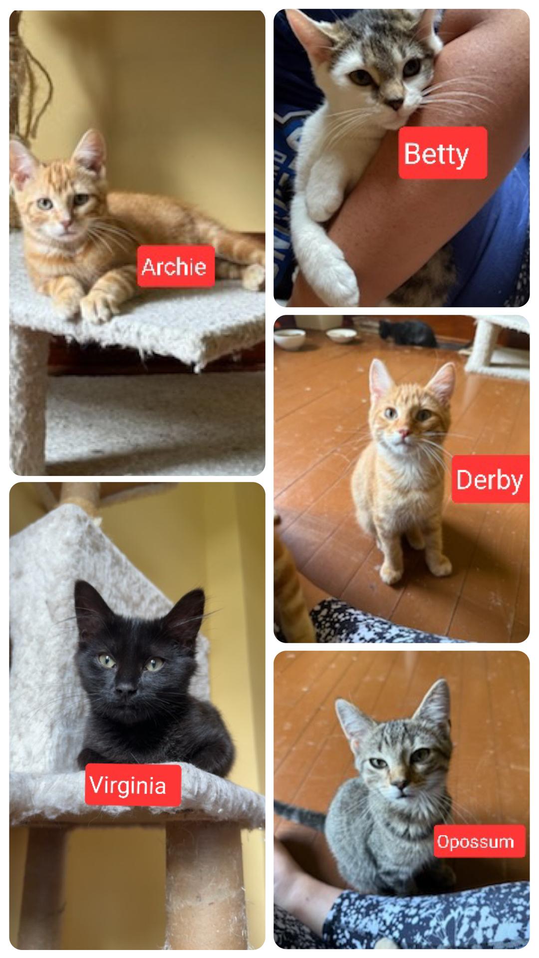 Derby, Archie , Opossum, Betty , Virginia (SC)