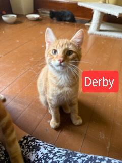 Derby, Archie , Opossum, Betty , Virginia (SC)