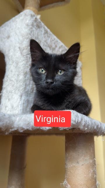 Derby, Archie , Opossum, Betty , Virginia (SC)