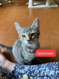Derby, Archie , Opossum, Betty , Virginia (SC)