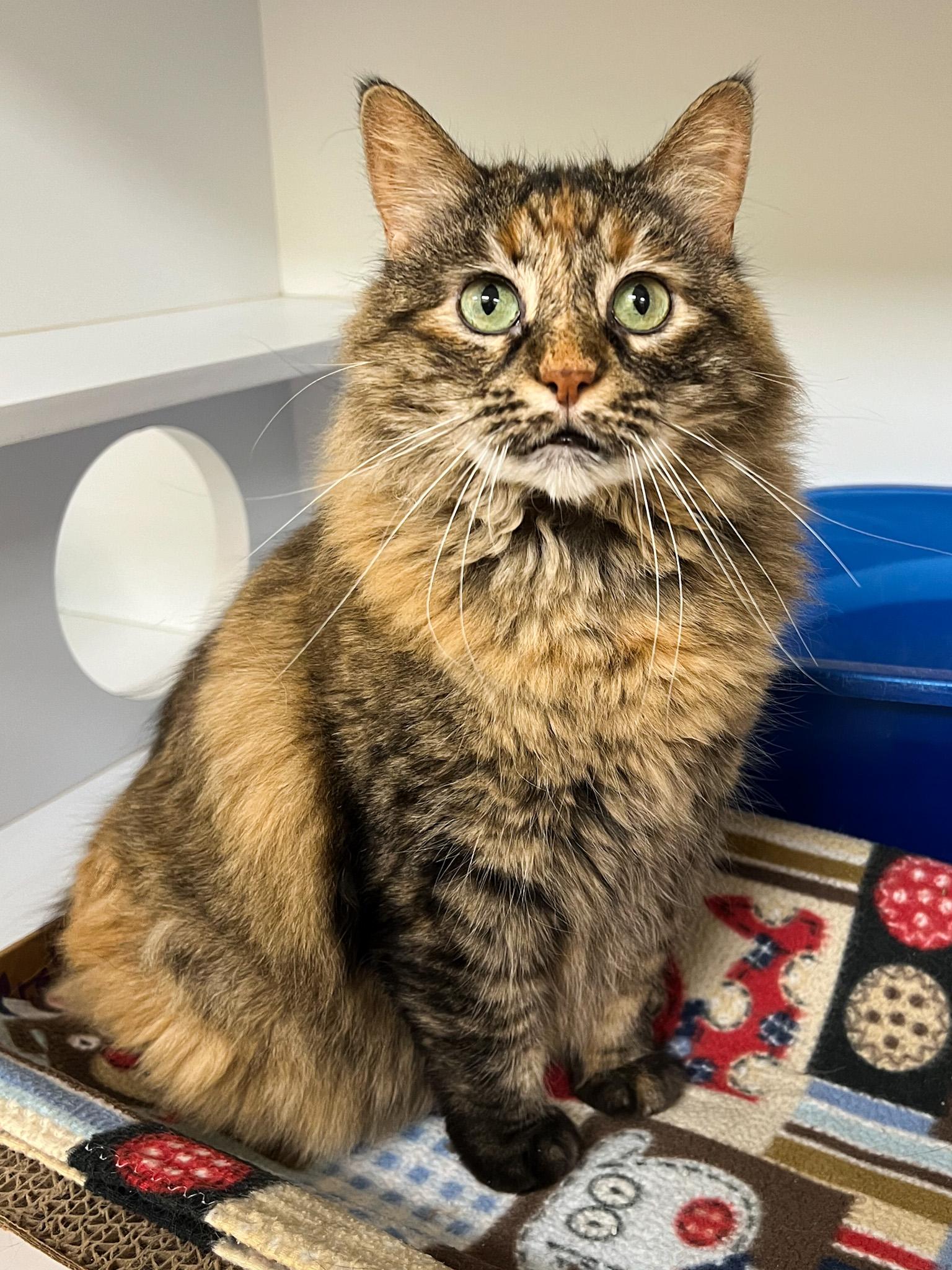 Bobbie, Adult Female unknown