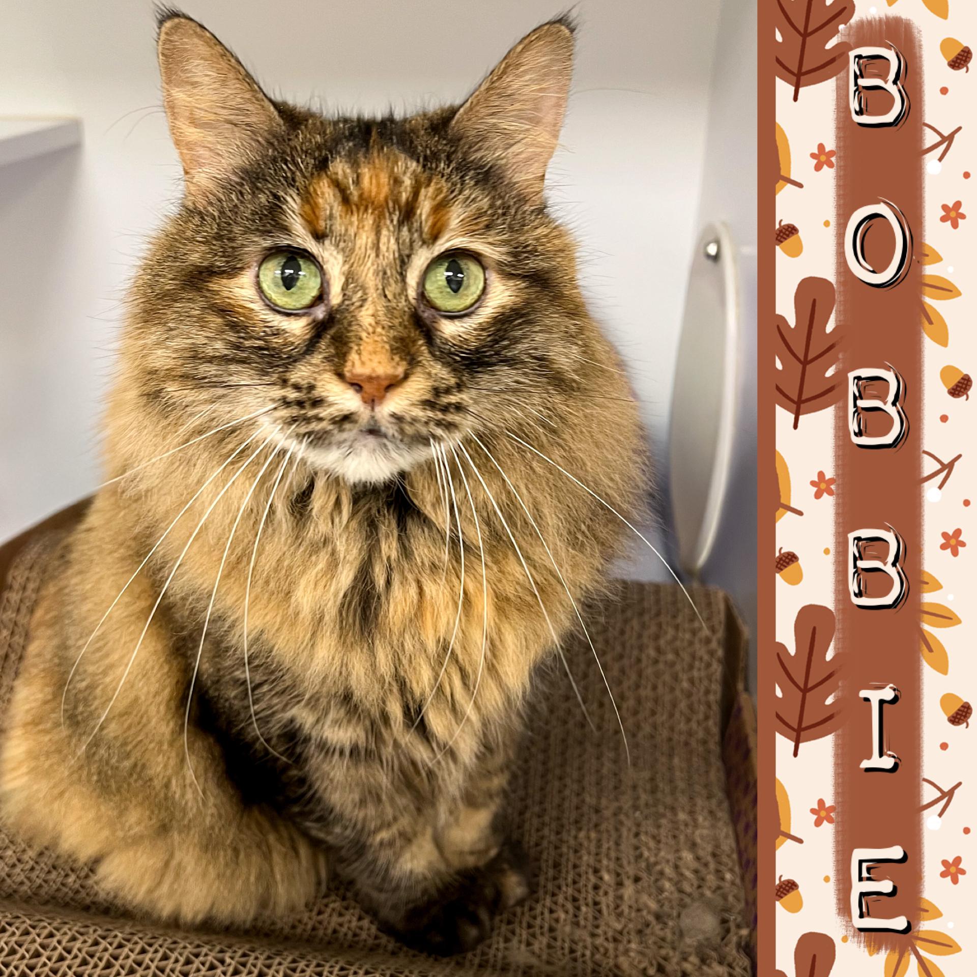 Bobbie, an adoptable Torbie in Arlington Heights, IL, 60006 | Photo Image 2