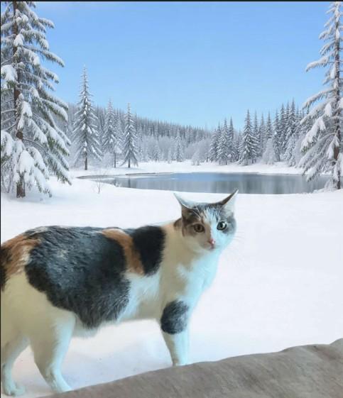 BUTTERCUP - FFPR, Adoptable, Adult Female Domestic Short Hair.