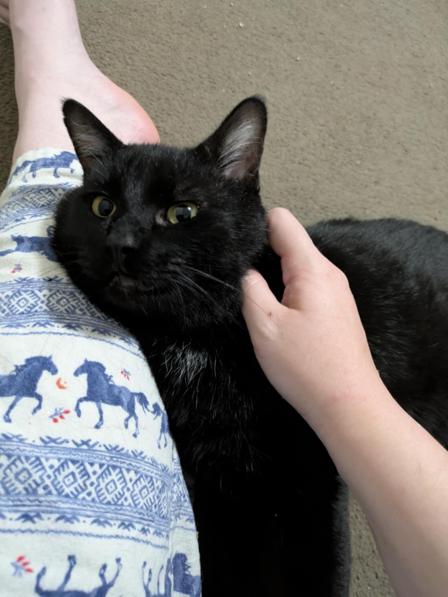 Aztec, Adoptable, Young Male British Shorthair.