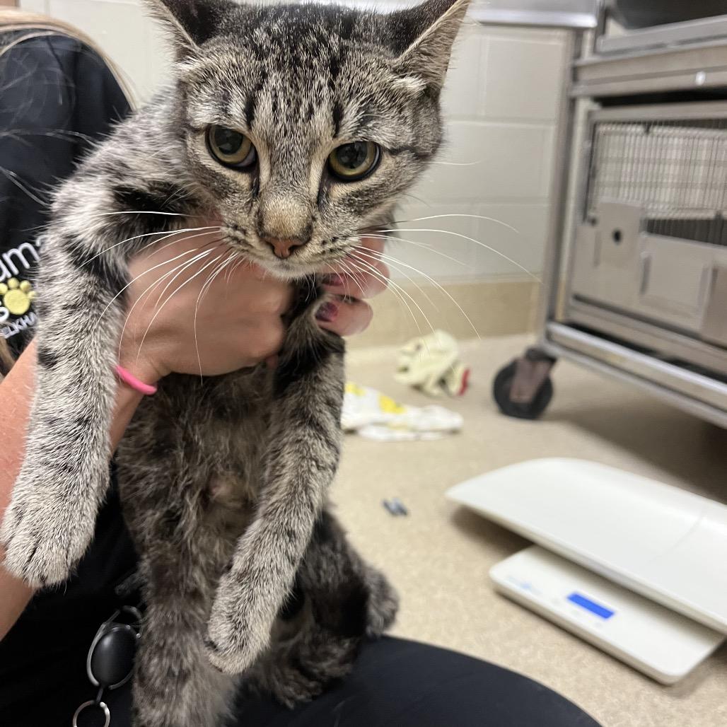 Trivial Pursuit- Visit me at the Elkhart PetSmart!, Adoptable, Adult Female Domestic Short Hair.