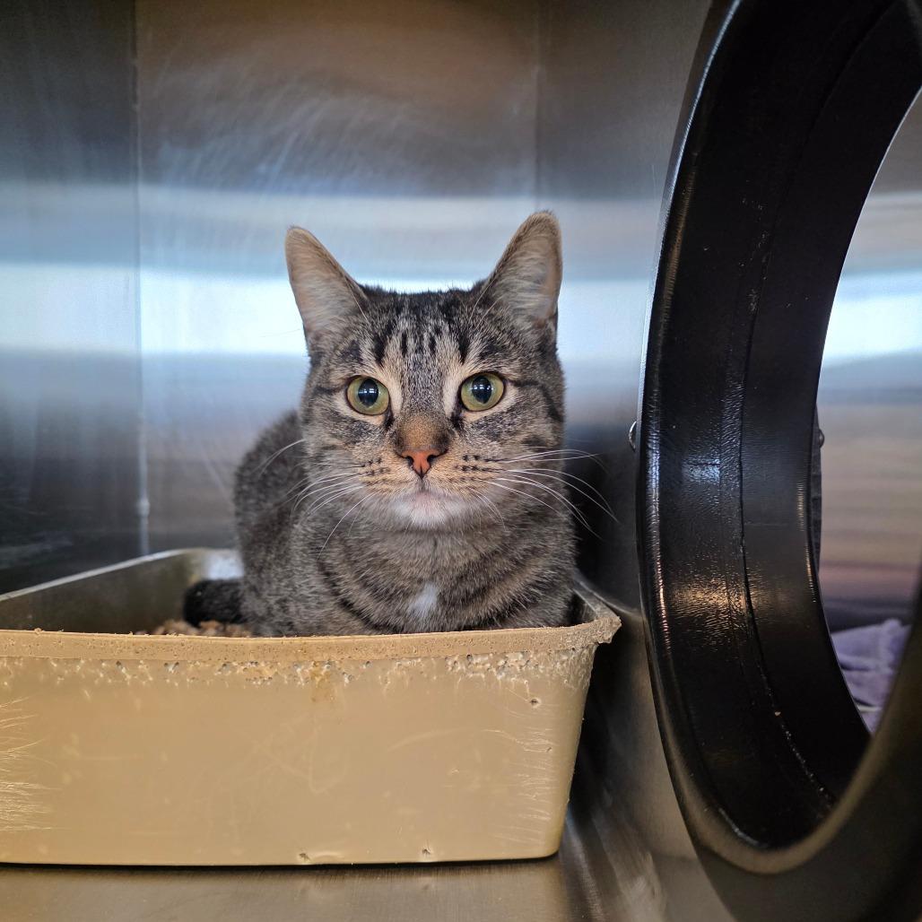 Trivial Pursuit- Visit me at the Elkhart PetSmart!, a Adoptable Domestic Short Hair in Bristol, IN image 2/2