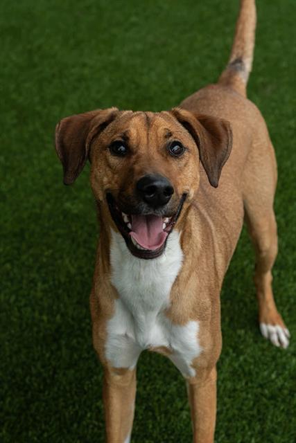 Enlarge JESSE, a Adoptable mixed breed in Baytown, TX image 1/1