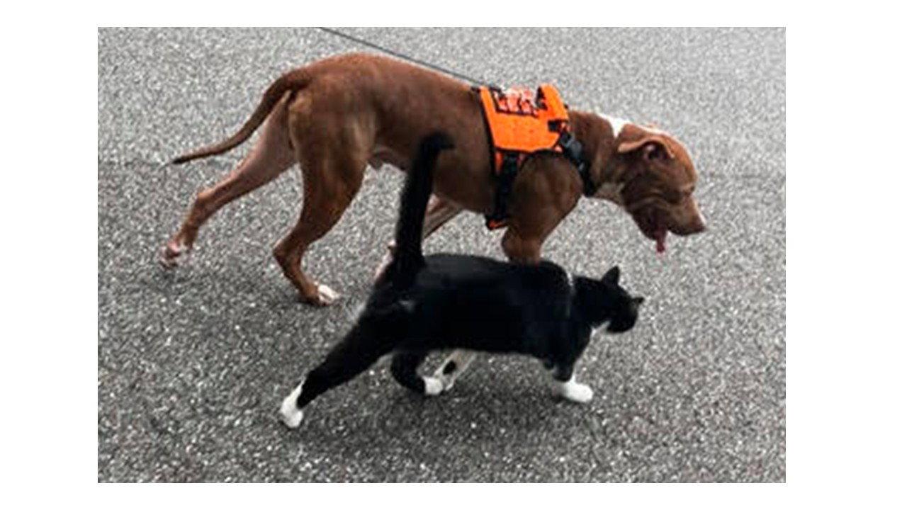 Rocco FH, Adoptable, Adult Male Labrador Retriever & Terrier.