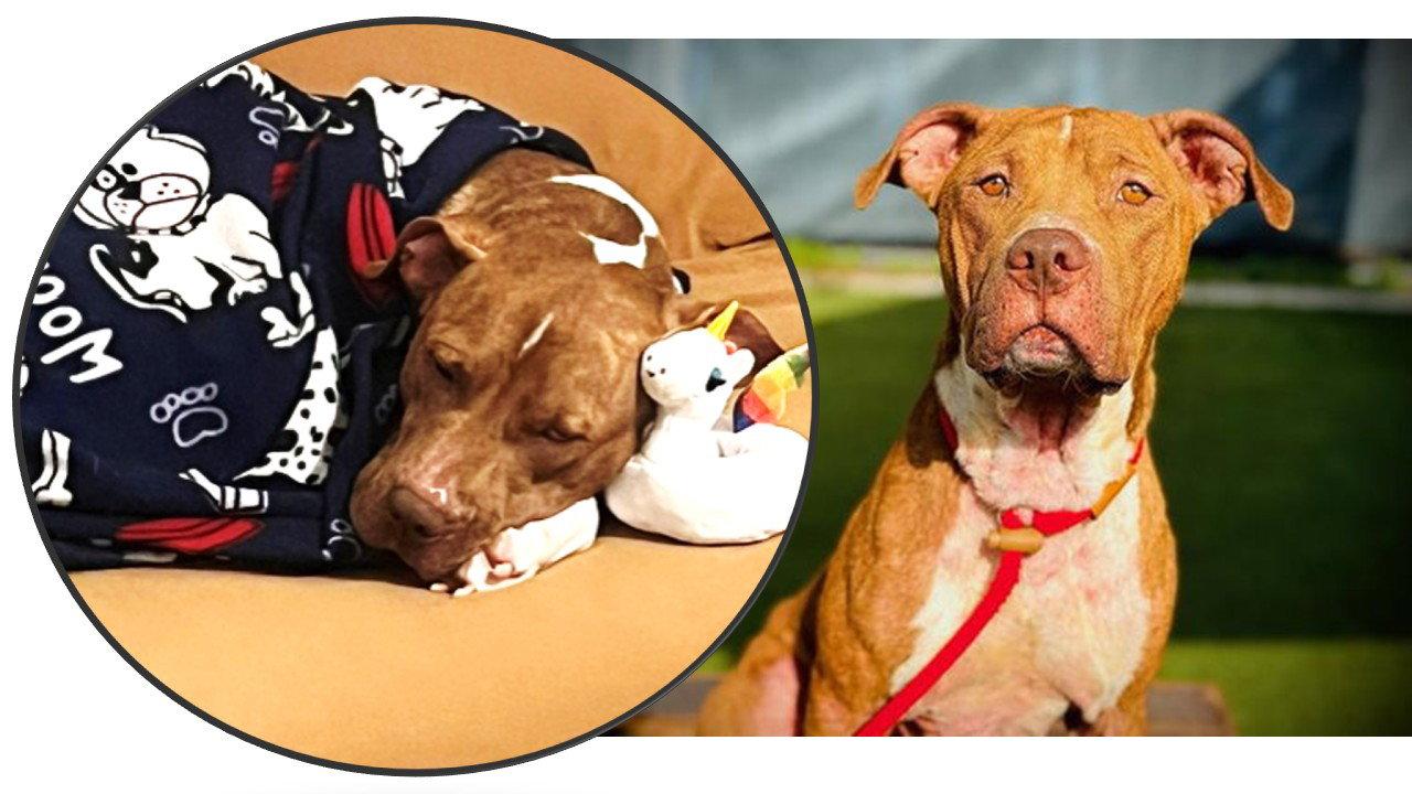 Enlarge Rocco FH, a Adoptable mixed breed in Sanford, FL image 1/3