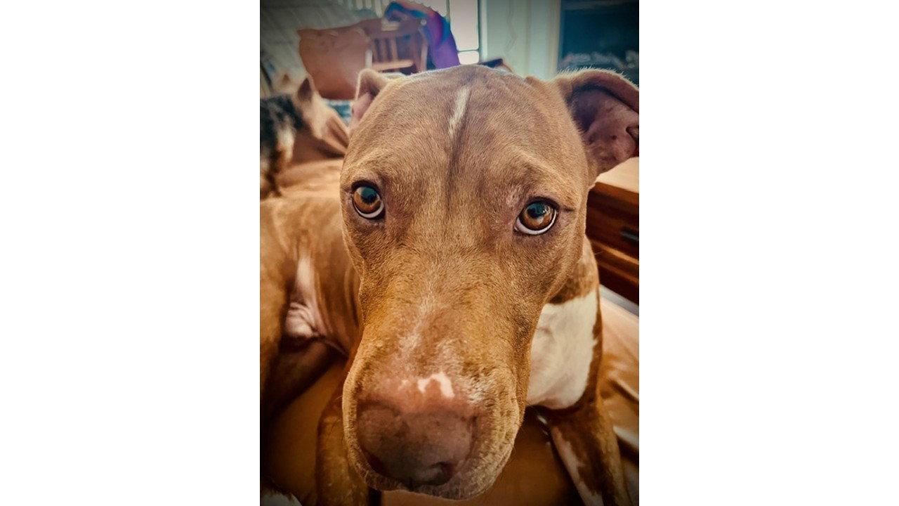 Enlarge Rocco FH, a Adoptable mixed breed in Sanford, FL image 2/3