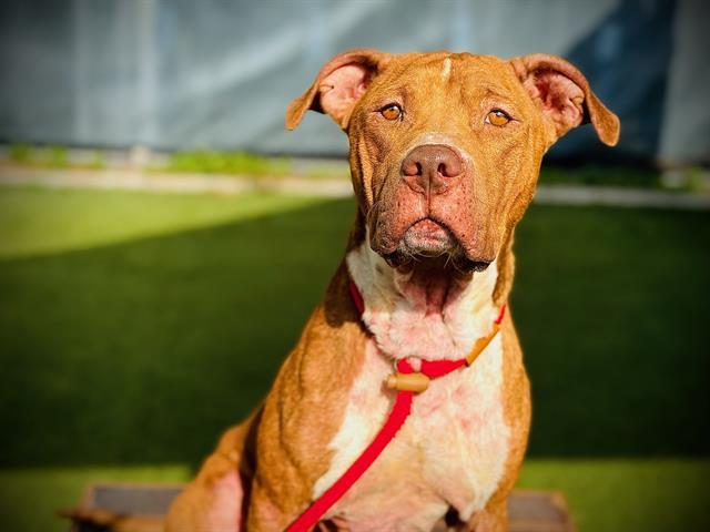 Enlarge Rocco FH, a Adoptable mixed breed in Sanford, FL image 3/3