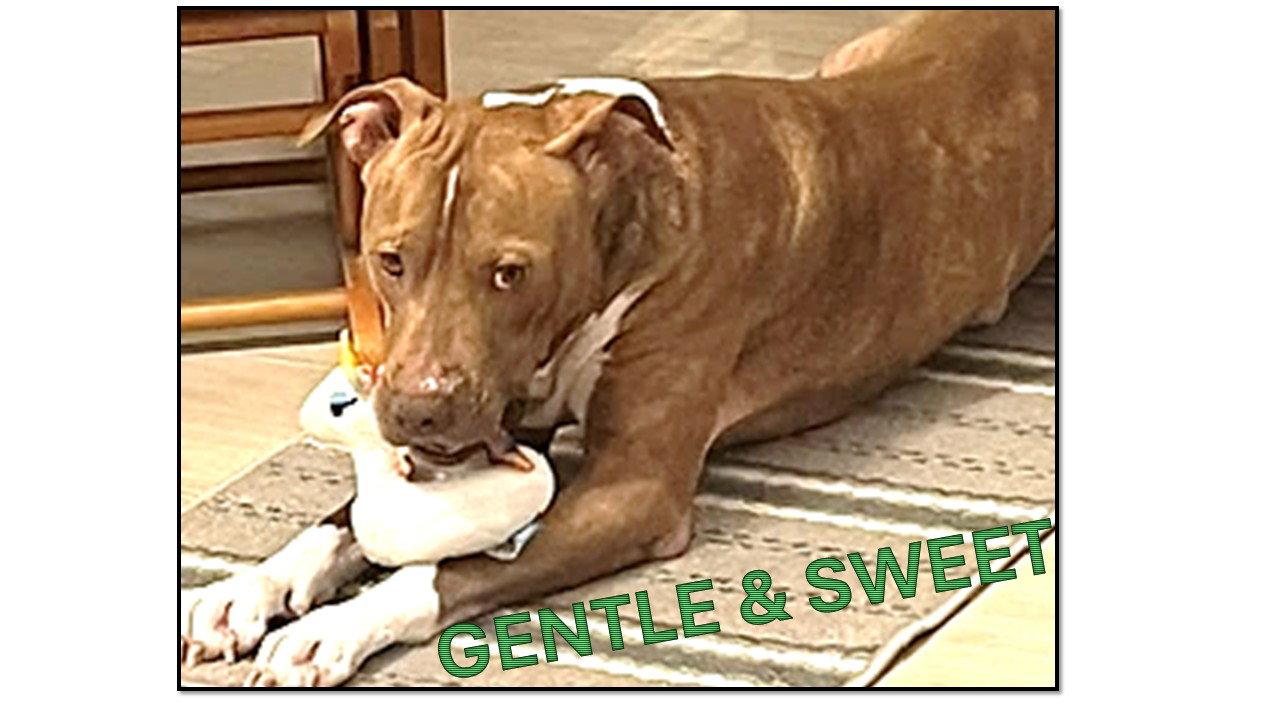 Enlarge Rocco FH, a Adoptable mixed breed in Sanford, FL image 3/3