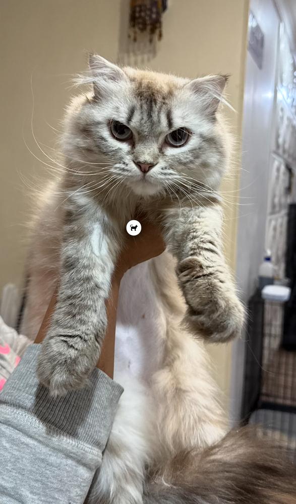 Amunet, a Adoptable Siberian in Vienna , VA image 1/5