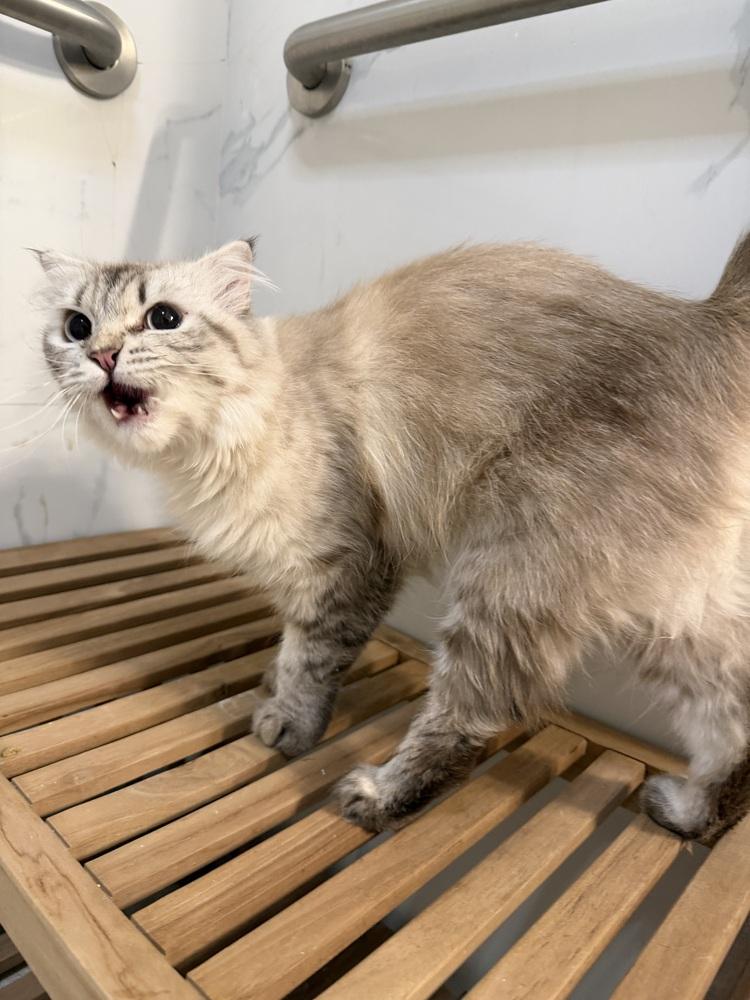 Amunet, a Adoptable Siberian in Vienna , VA image 2/5