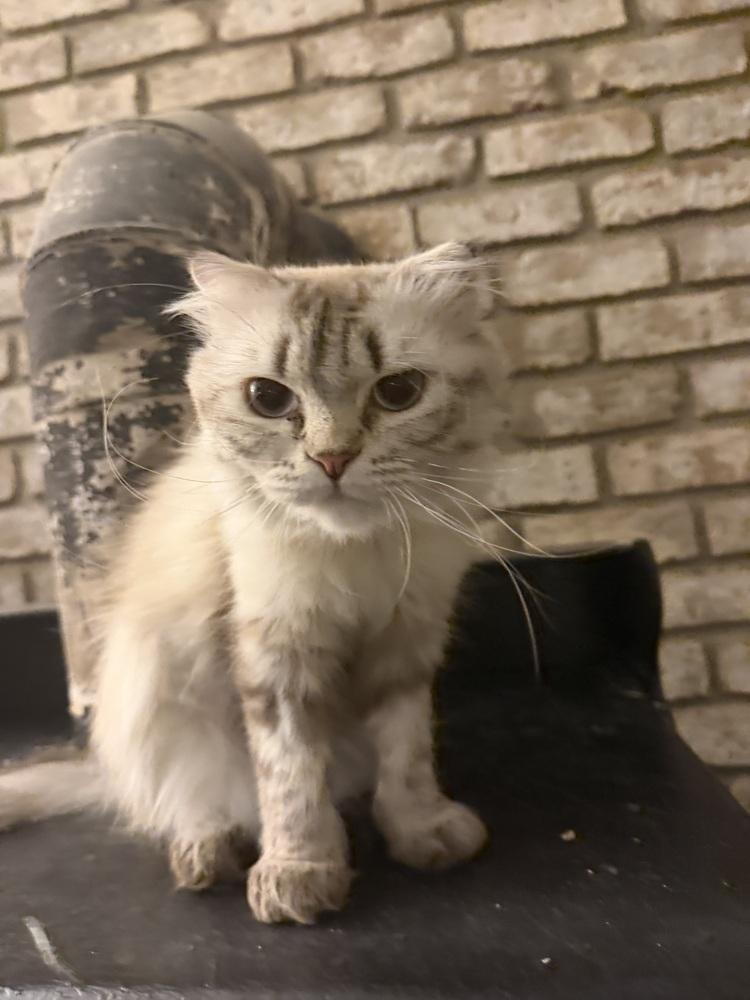 Amunet, a Adoptable Siberian in Vienna , VA image 3/5