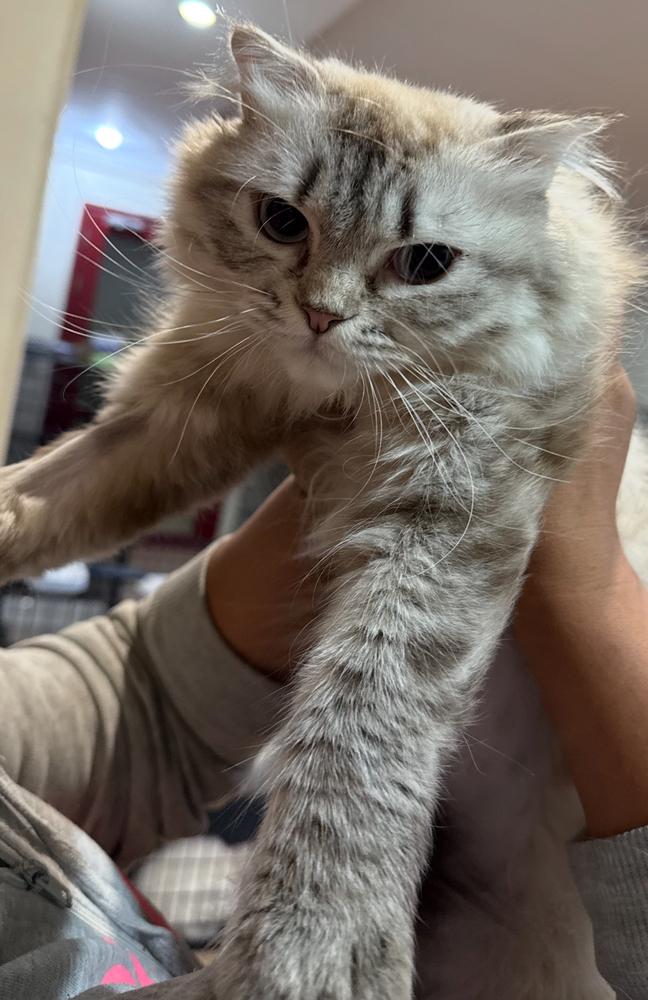 Amunet, a Adoptable Siberian in Vienna , VA image 4/5