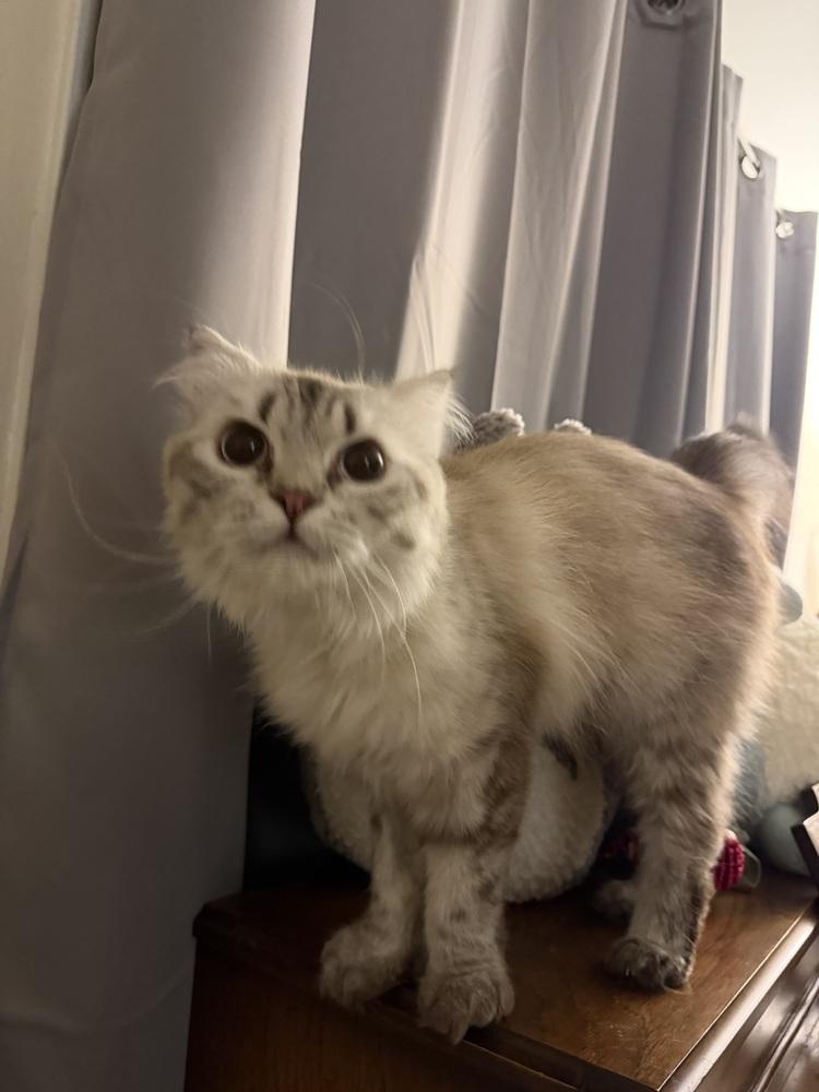 Amunet, a Adoptable Siberian in Vienna , VA image 5/5