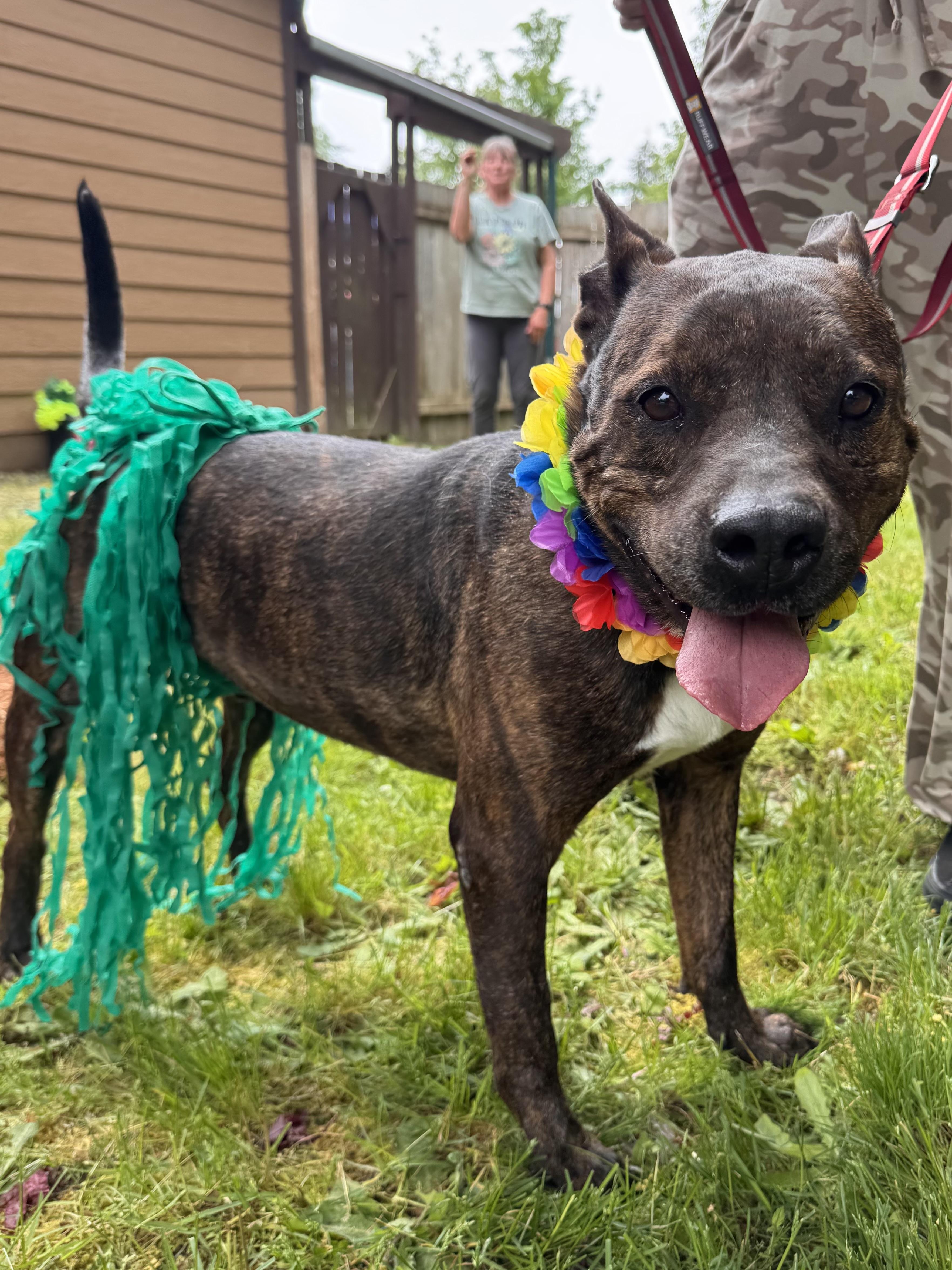 Pax, a Adoptable mixed breed in Hayden, ID image 2/6