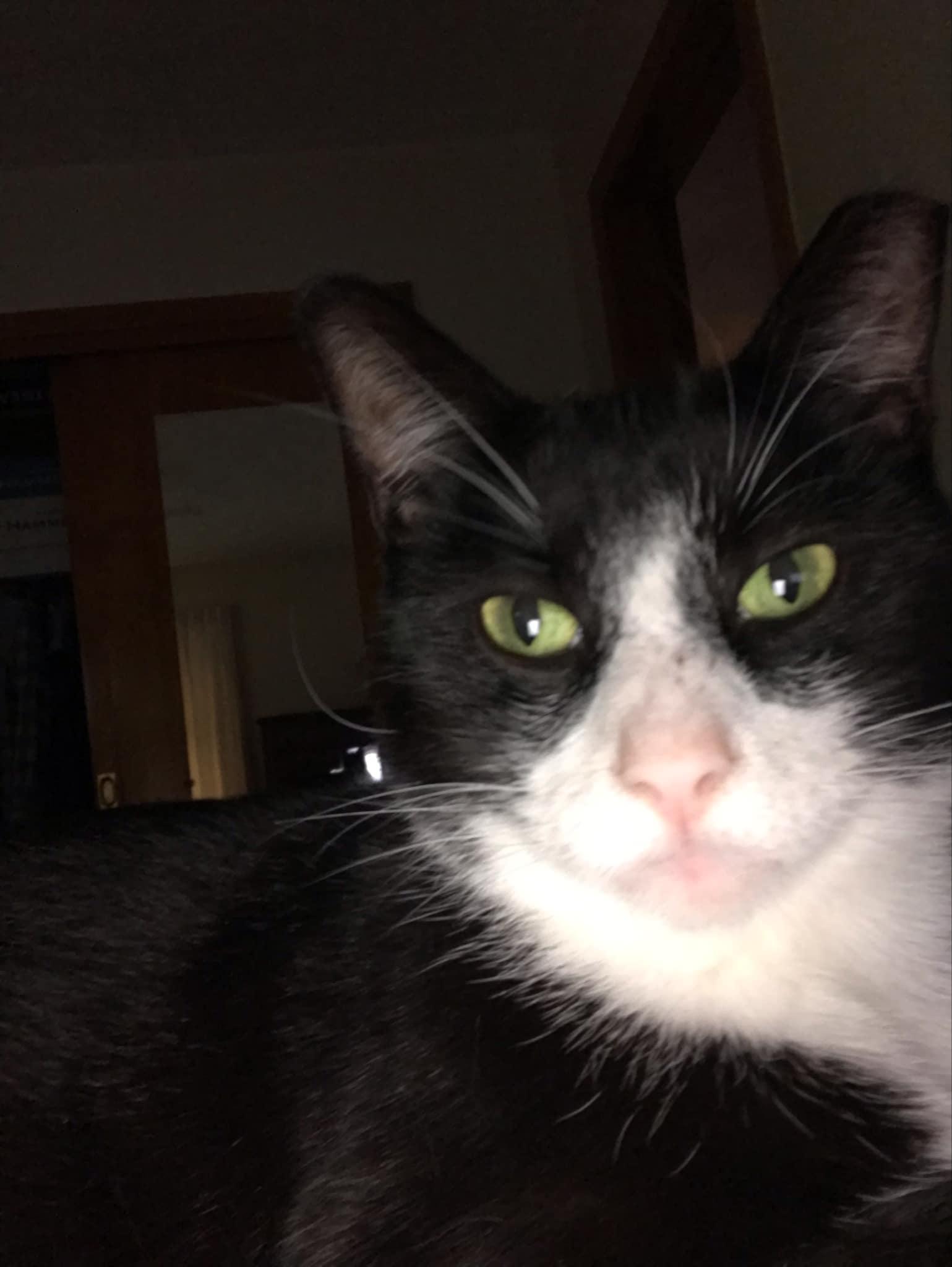 Enlarge Cooper, a Adoptable Domestic Short Hair in Marion, IN image 2/2