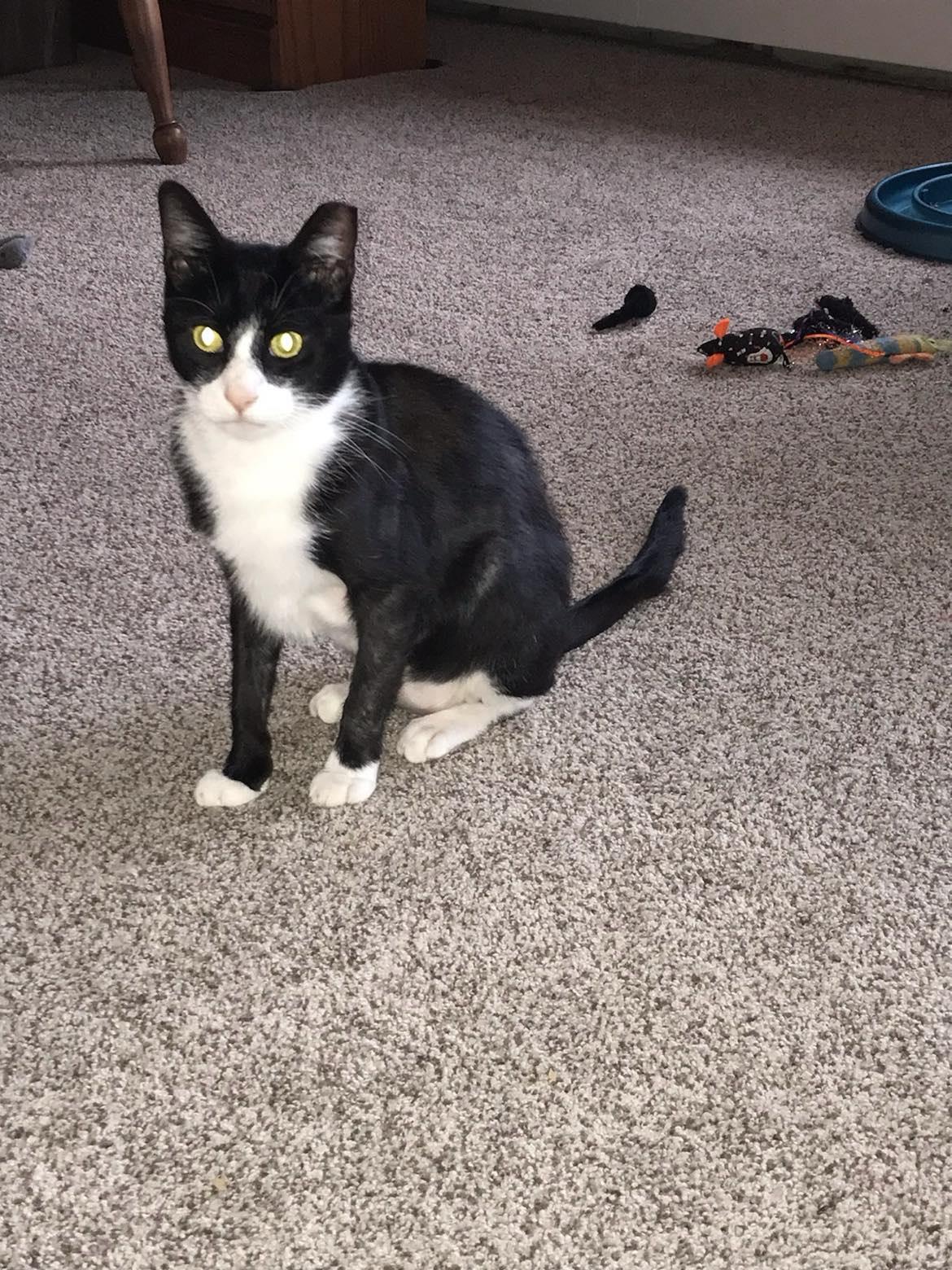Enlarge Cooper, a Adoptable Domestic Short Hair in Marion, IN image 1/2