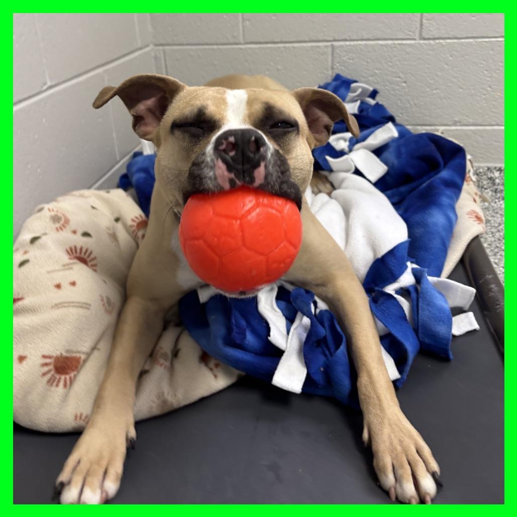 Milo, Adoptable, Adult Male Boxer.