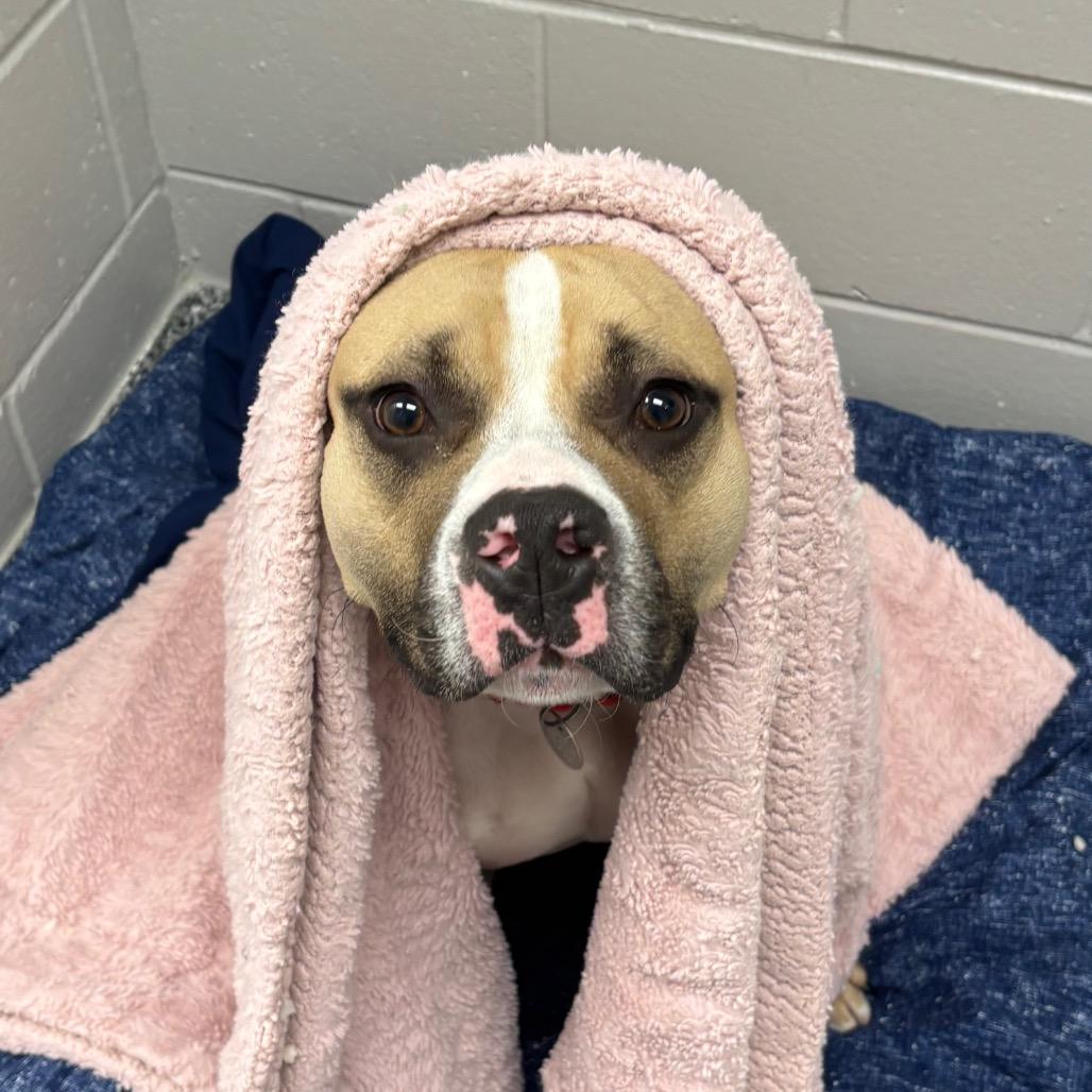 Milo, a Adoptable mixed breed in Brookfield, WI image 6/6