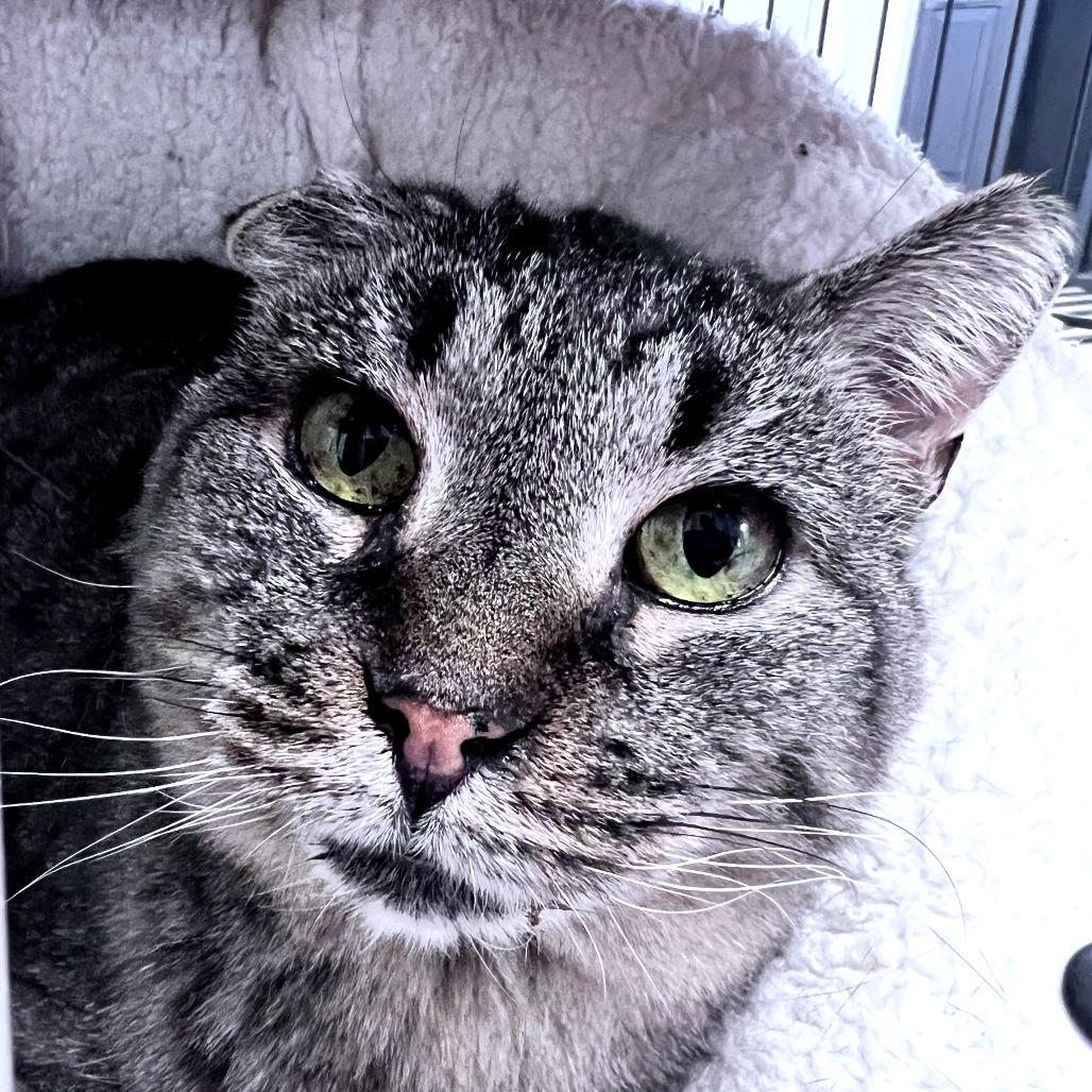 Orchid, Adoptable, Adult Female Domestic Short Hair.
