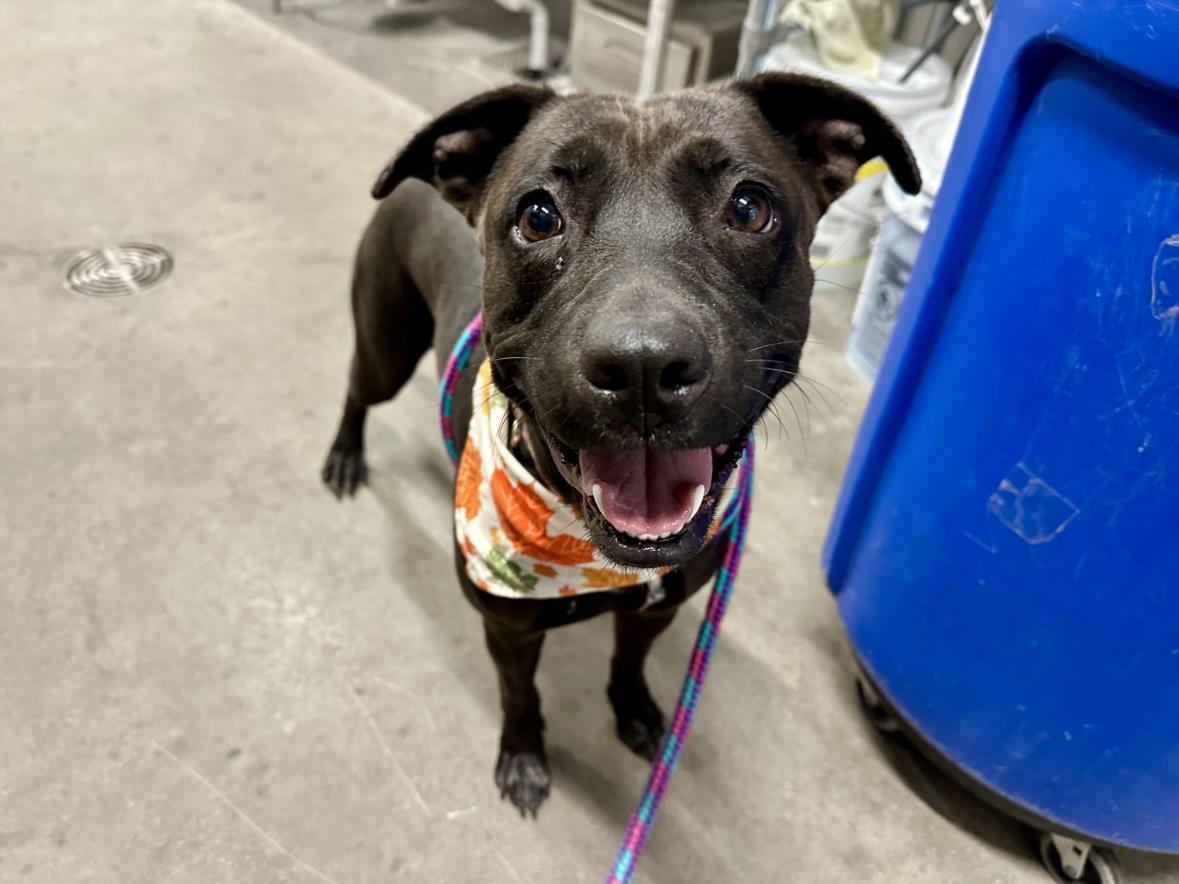 TRINITI, Adoptable, Young Female Pit Bull Terrier.