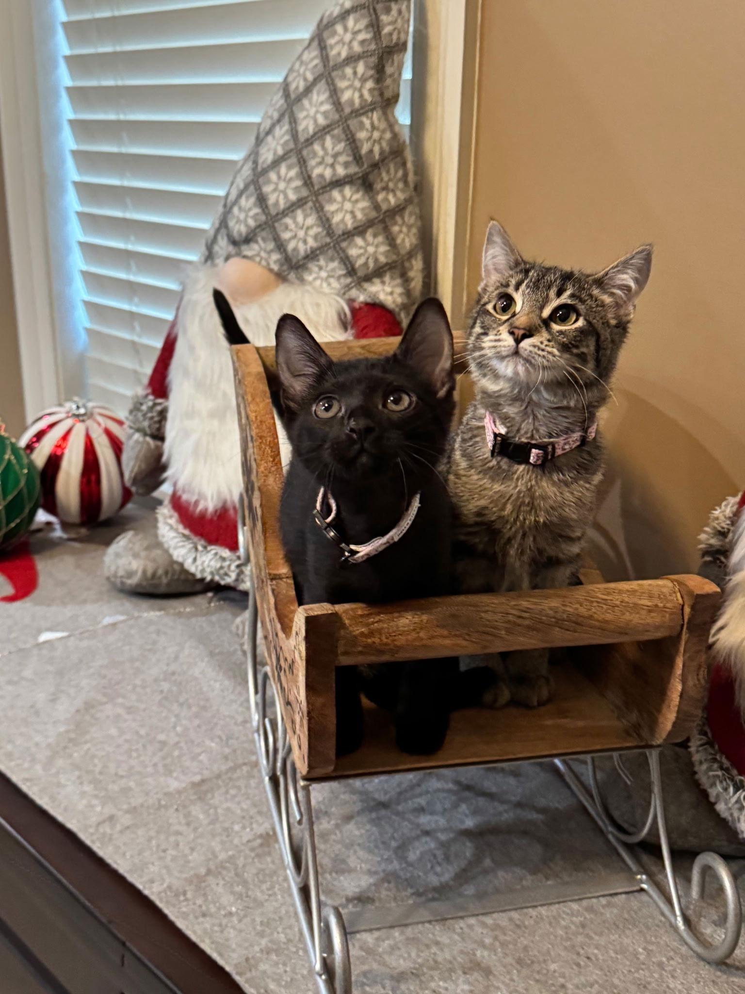 Enlarge Willow, a Adopted Domestic Short Hair in Jackson, MS image 1/1