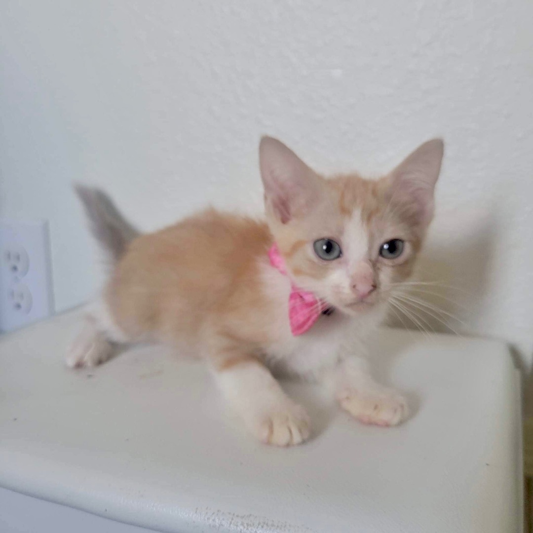 Enlarge Maddy , a Adoptable Domestic Short Hair in Mabank, TX image 1/8