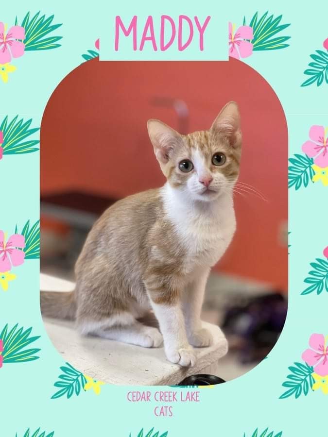 Enlarge Maddy , a Adoptable Domestic Short Hair in Mabank, TX image 3/8