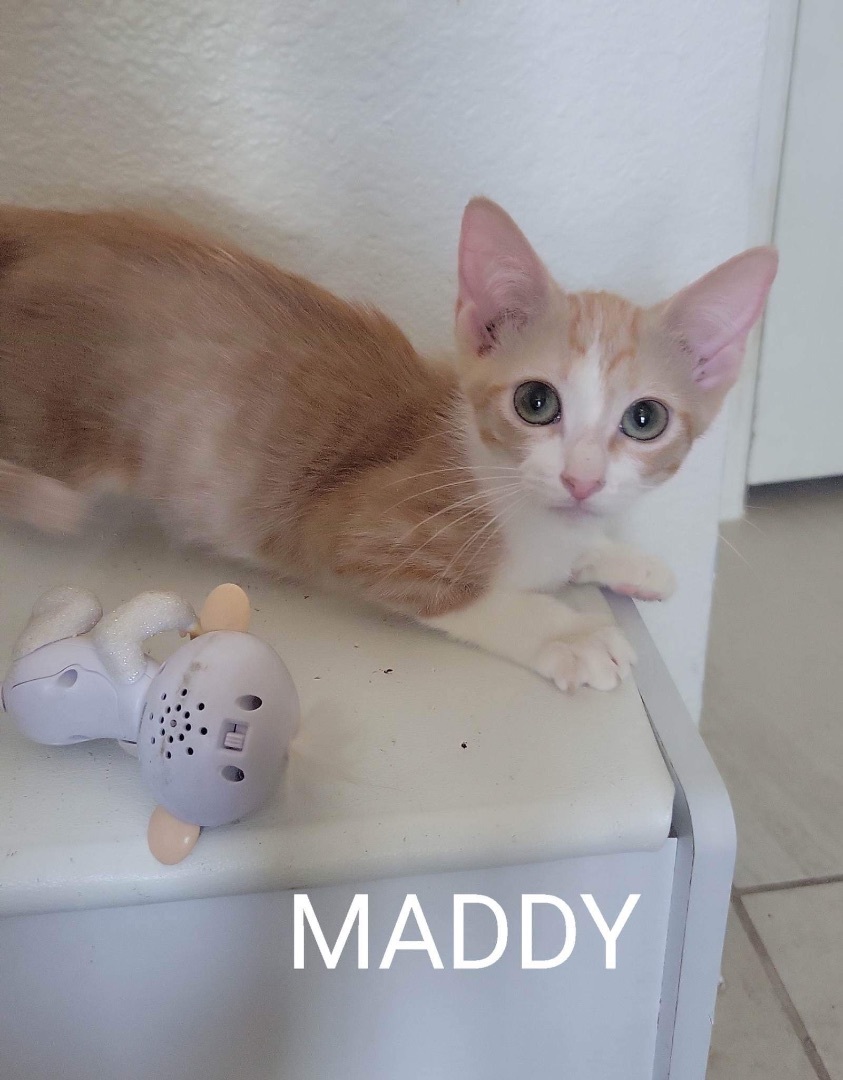 Enlarge Maddy , a Adoptable Domestic Short Hair in Mabank, TX image 4/8