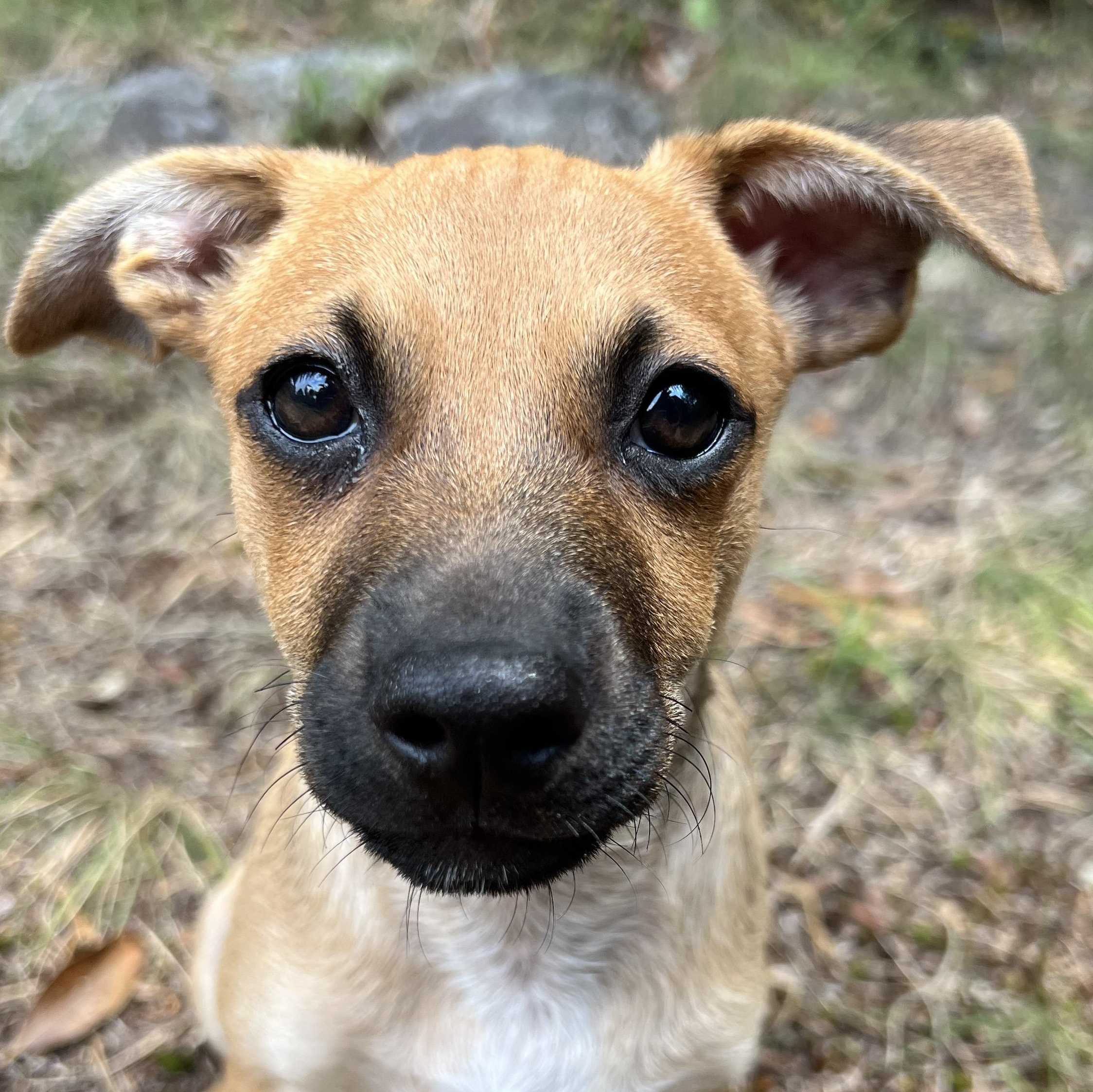 Ducky, adopted, Puppy Male Chihuahua & Terrier.