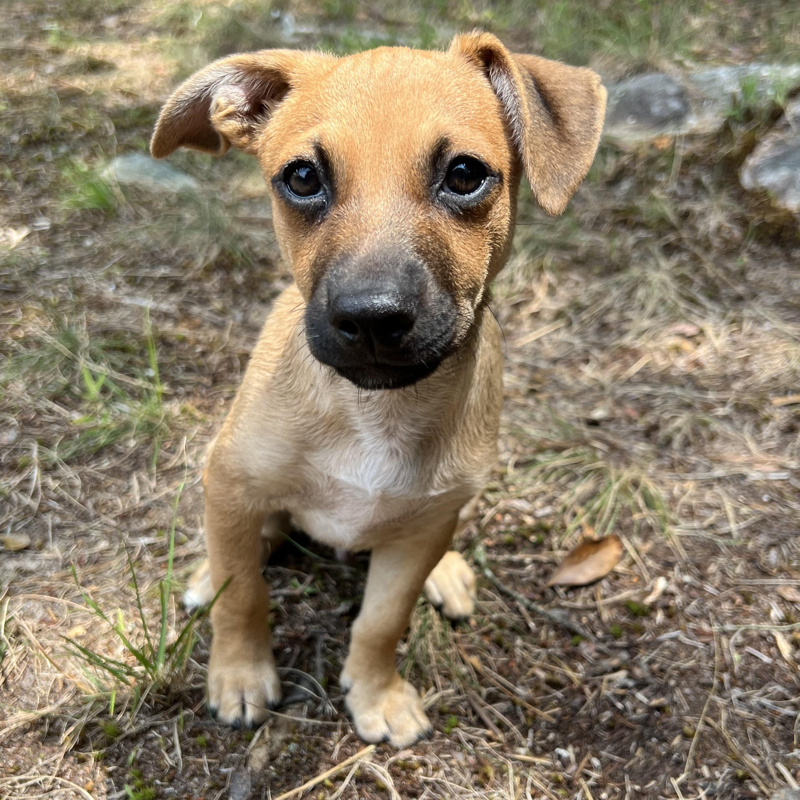 Enlarge Ducky, an adopted mixed breed in Cedar Mountain, NC image 5/6
