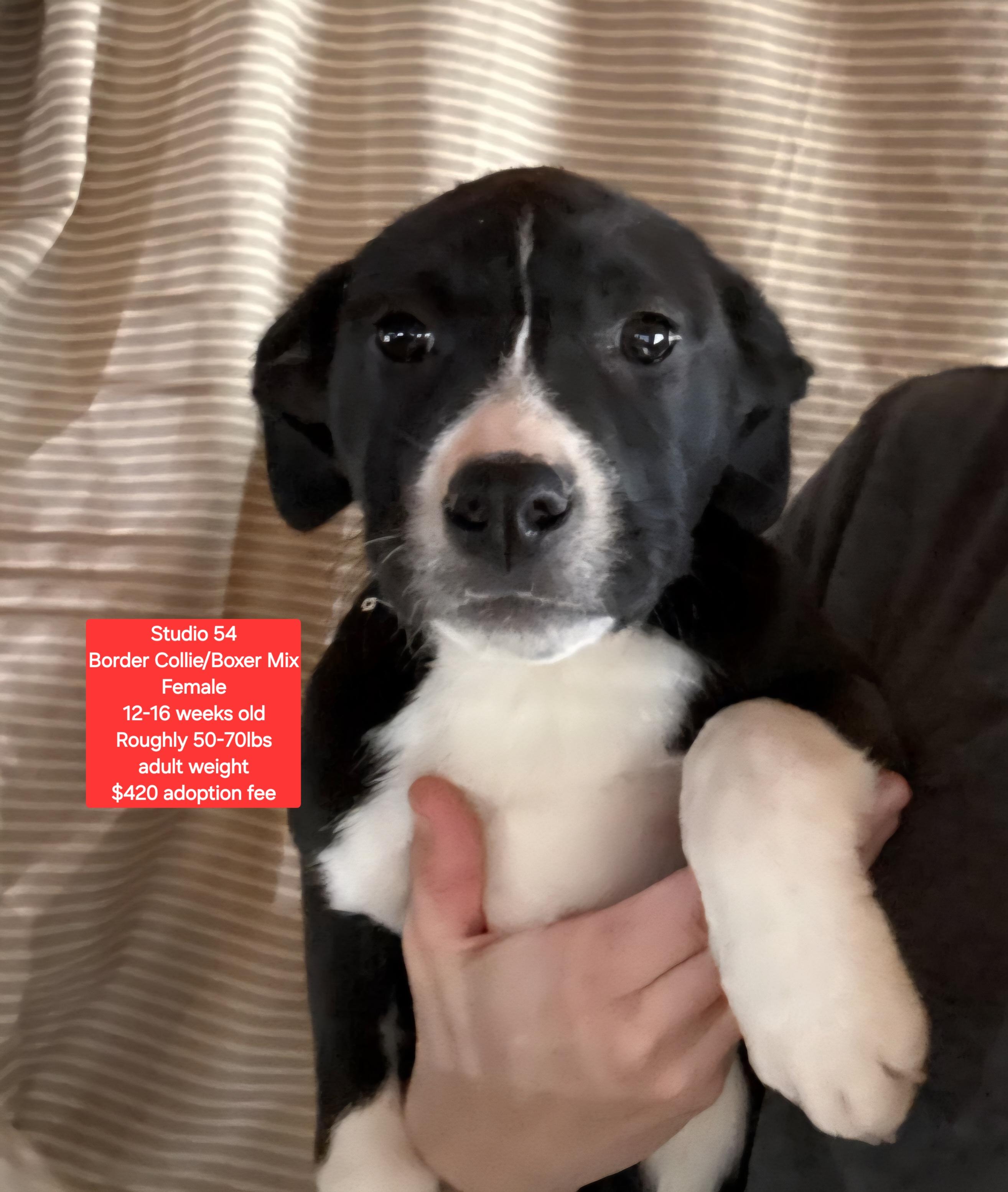 Studio 54, ADOPTABLE, Puppy Female Border Collie & Boxer.